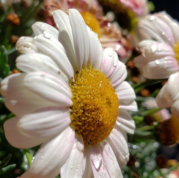 Meet your Posher, Dani - Picture 1 of 1